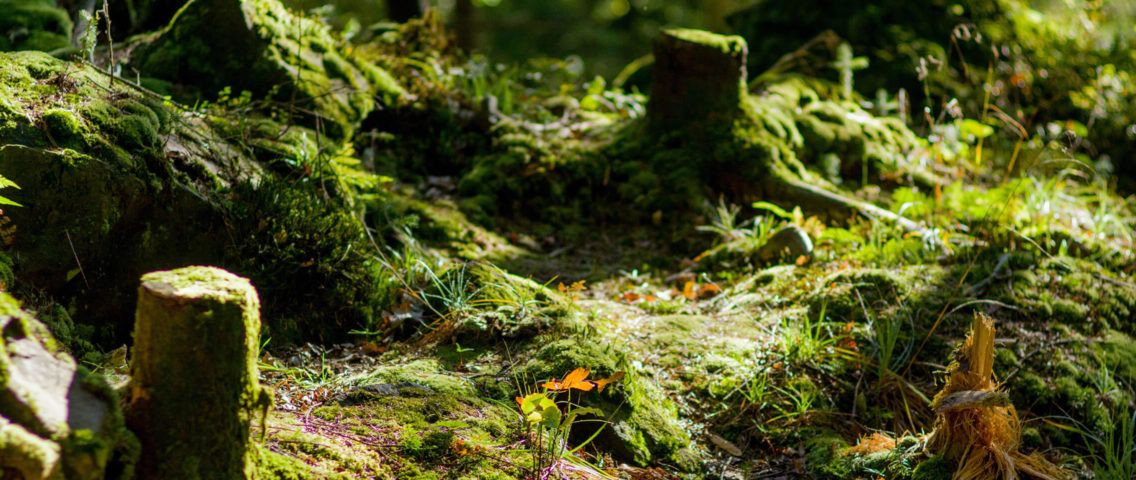 Moss covered stumps