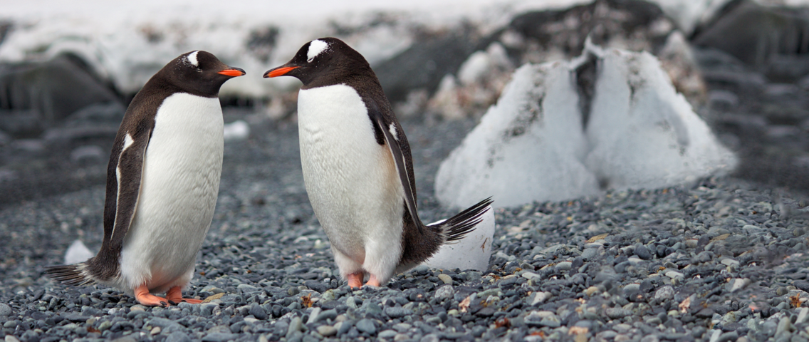 Two penguins standing next to each other